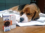 Ветеринарная аптека